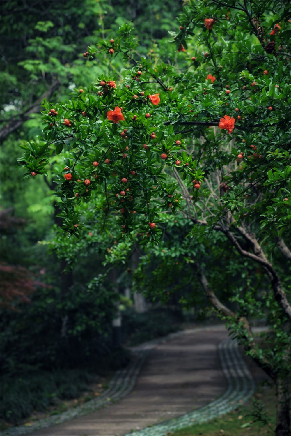 石榴花如何嫁接