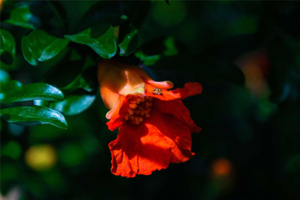 石榴花如何种出来