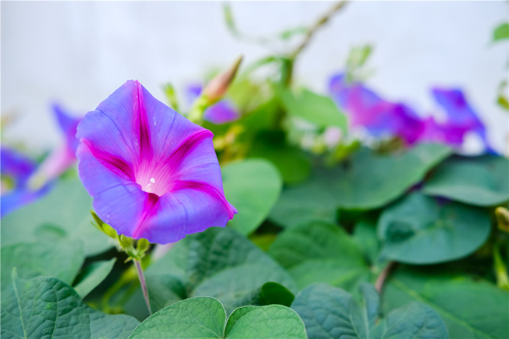 牵牛花的播种方法