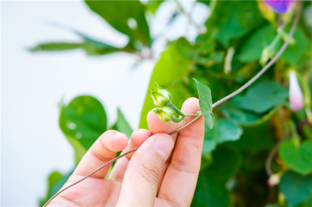 牵牛花开花:10分钟绽放过程 – 花百科