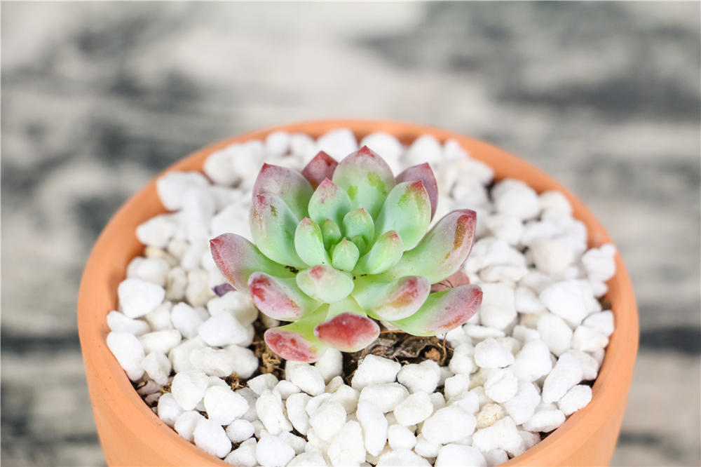 多肉种植如何选花盆