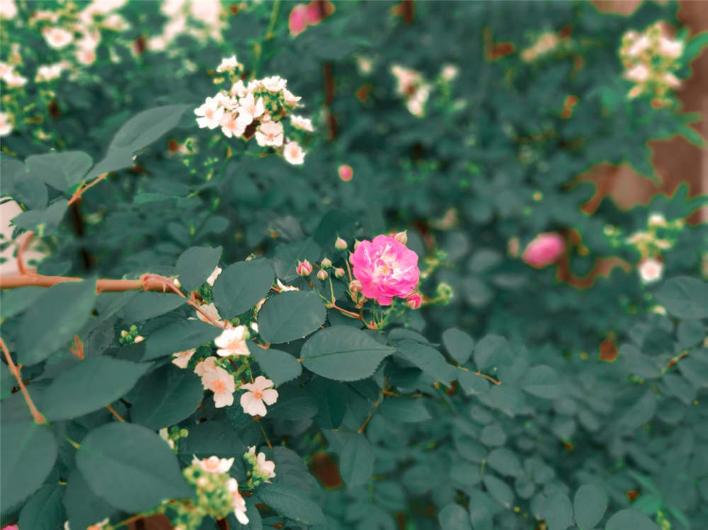 蔷薇花虫害及防治方法