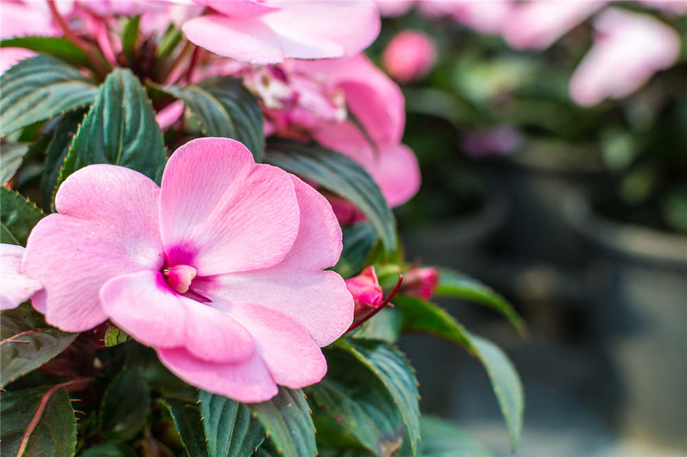 凤仙花花期养殖护