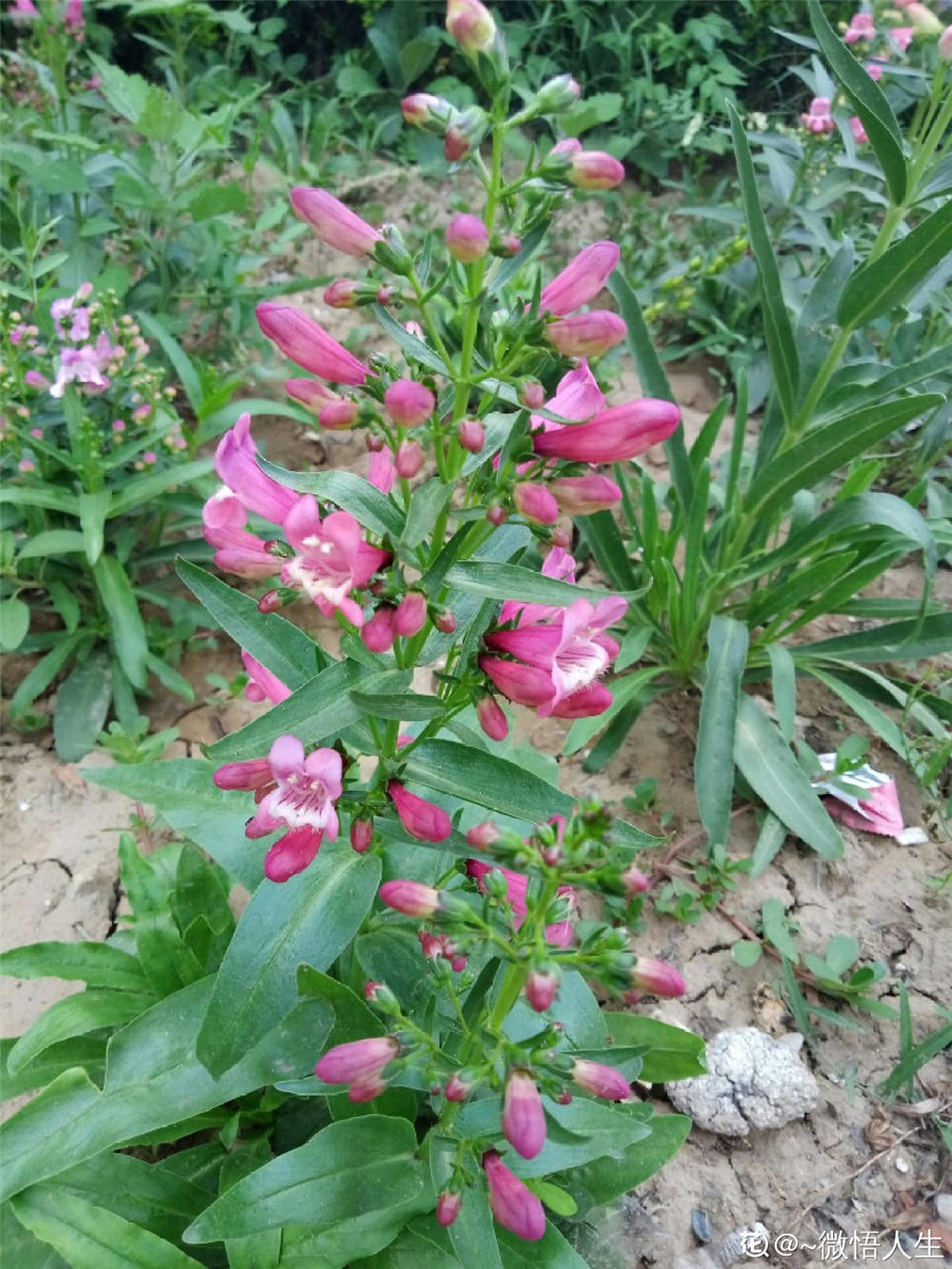 飞燕草花期如何养殖护