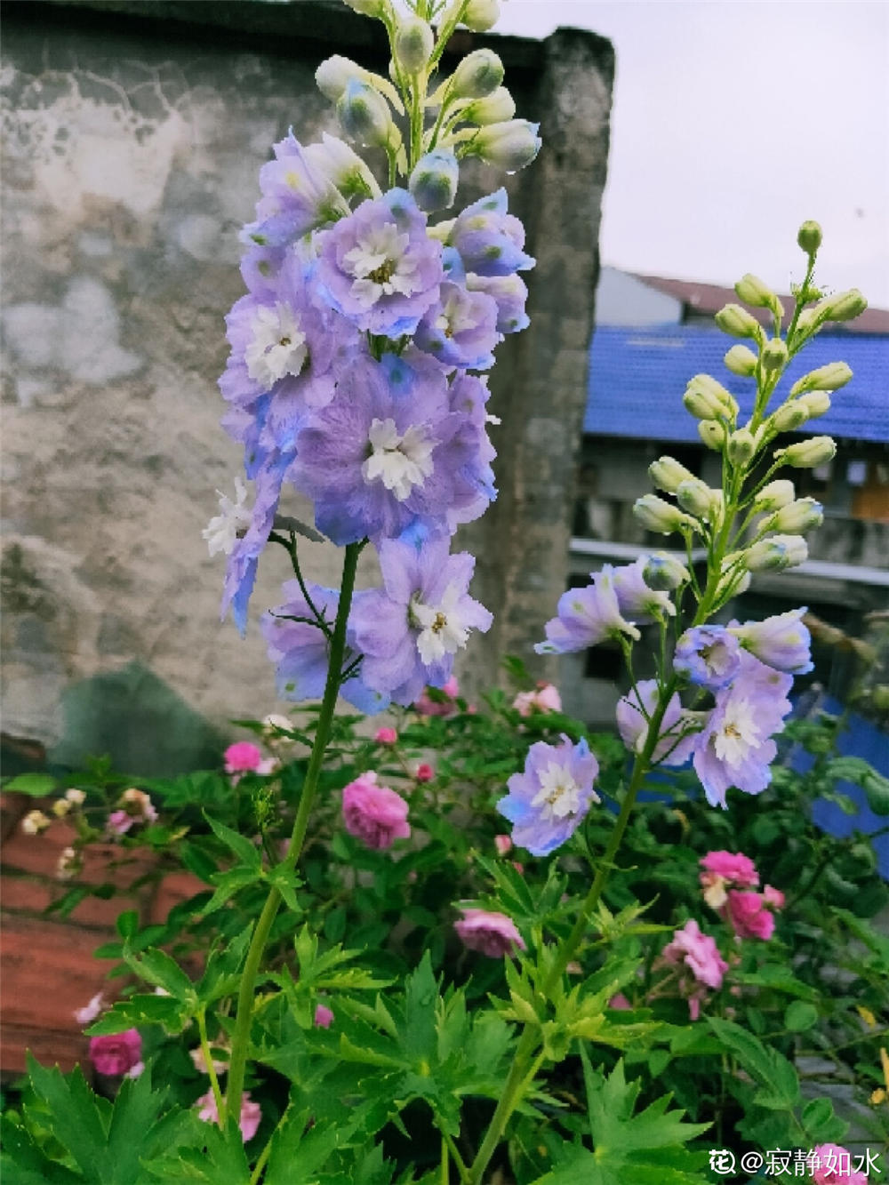 飞燕草花期如何养殖护