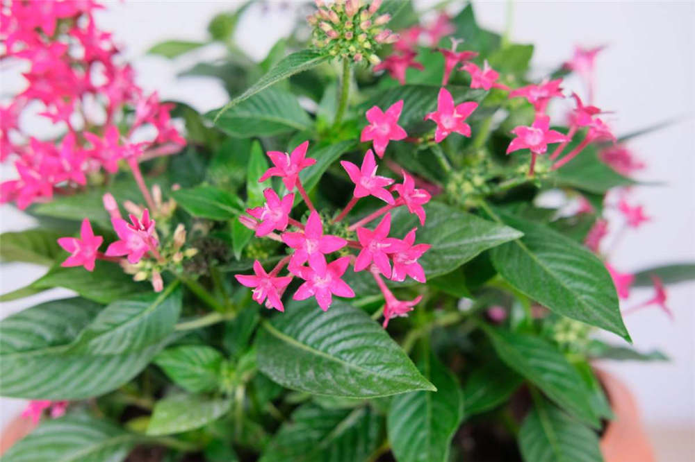 繁星花如何播种