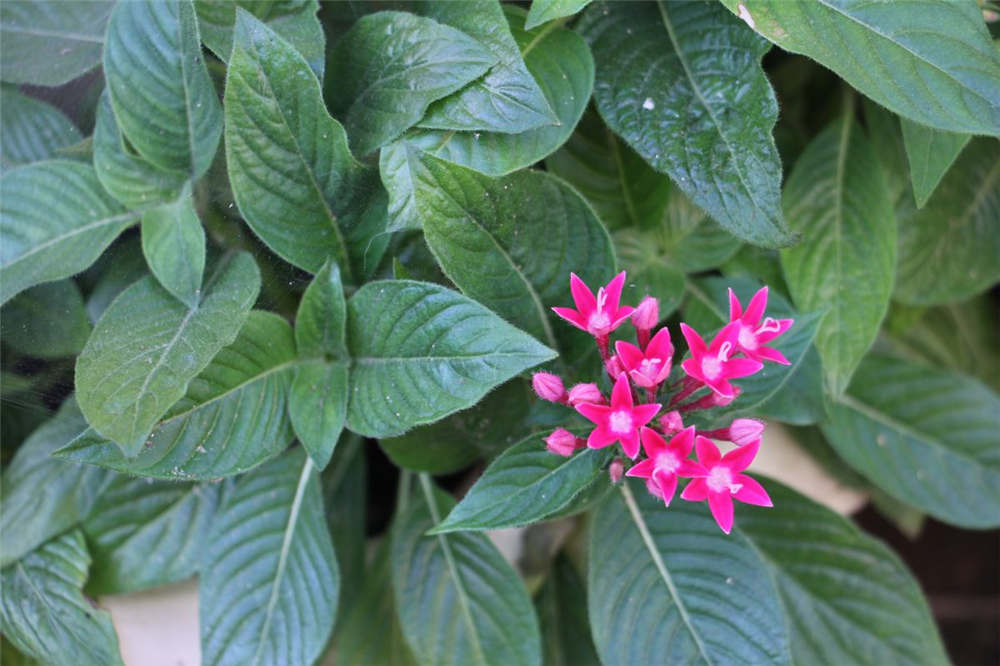 繁星花如何播种