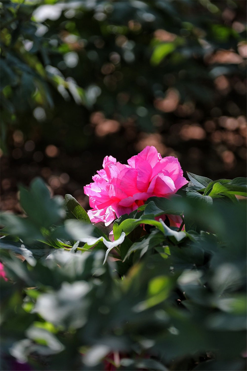 牡丹花如何度夏