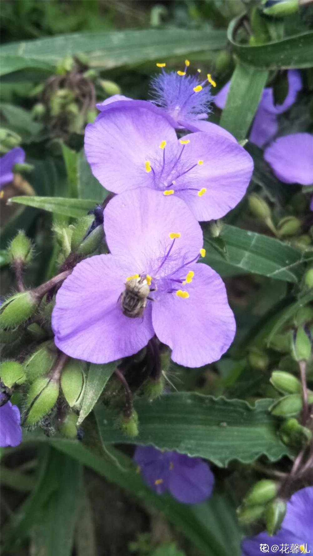 紫露草什么时候开花