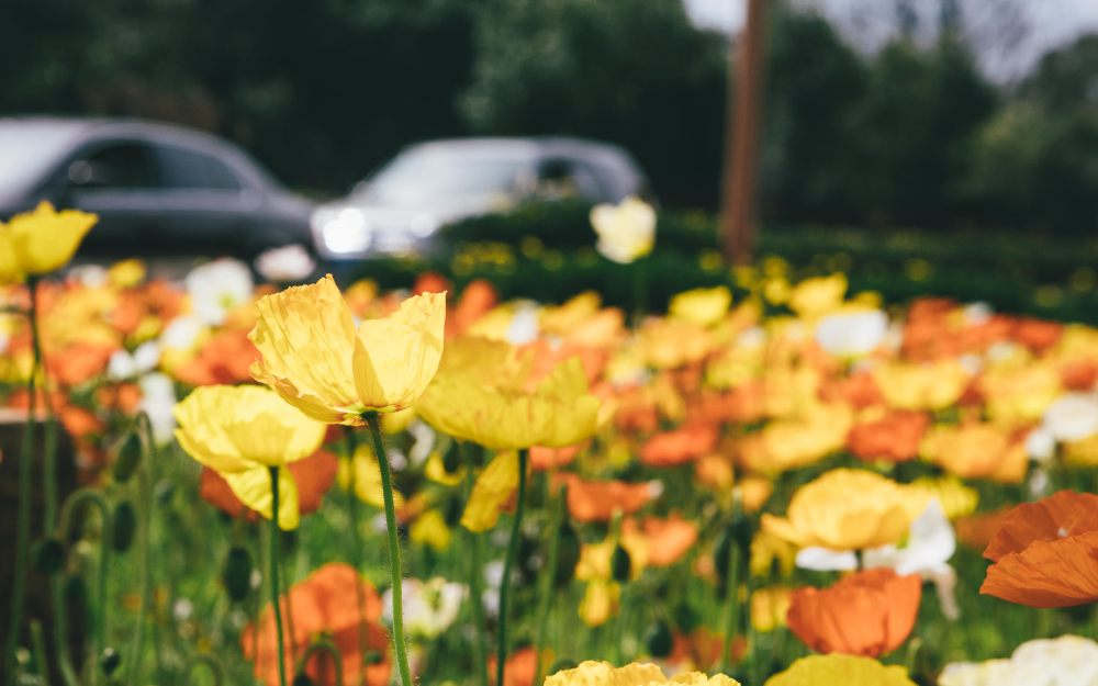 虞美人的花语和传说