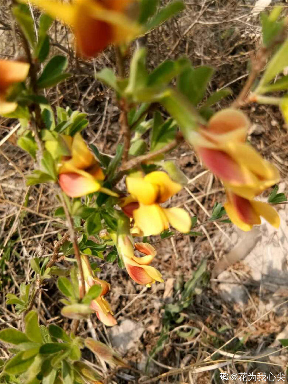 锦鸡儿什么时候开花