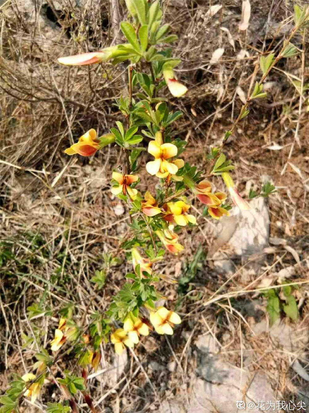 锦鸡儿什么时候开花