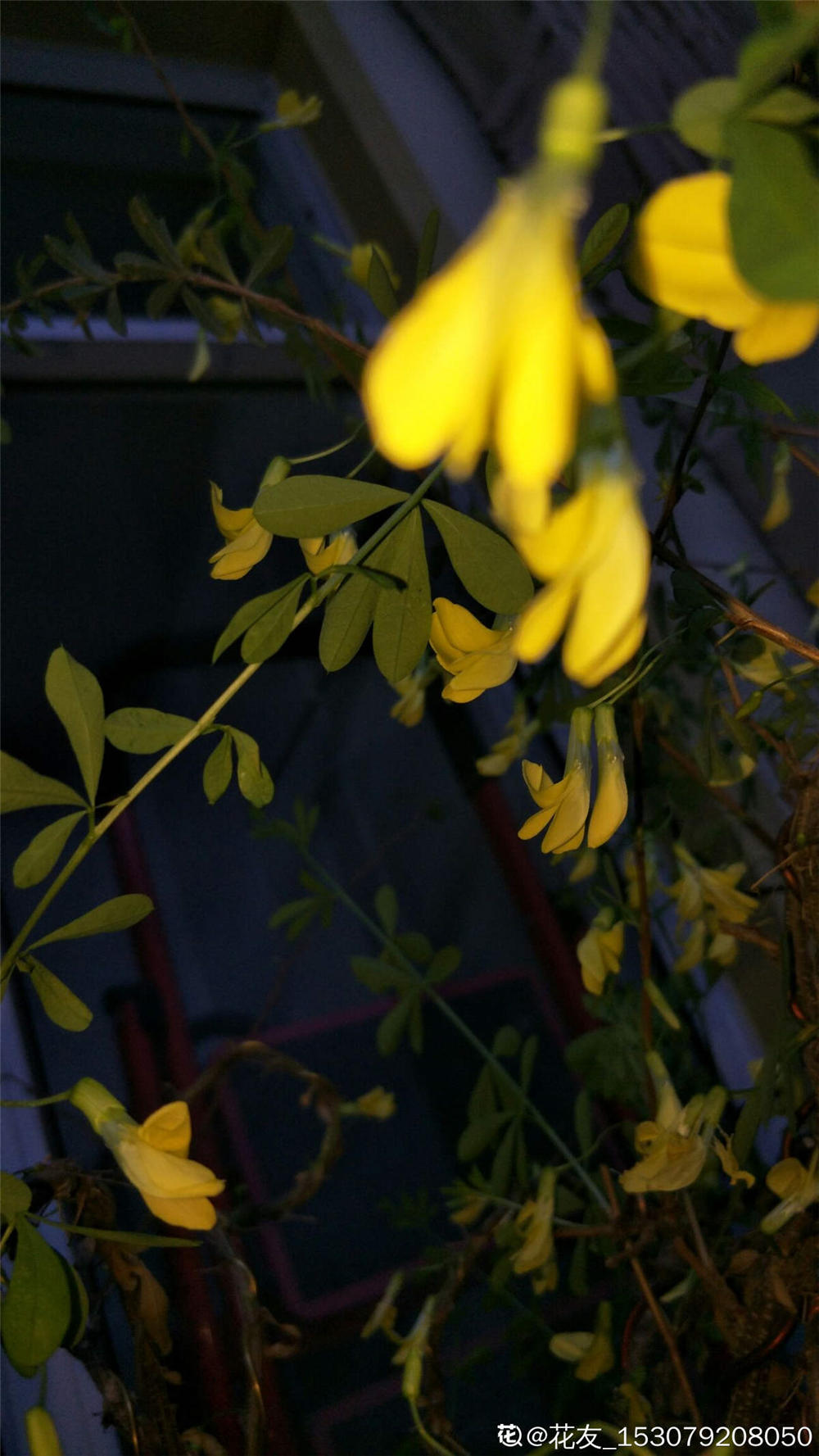 锦鸡儿什么时候开花