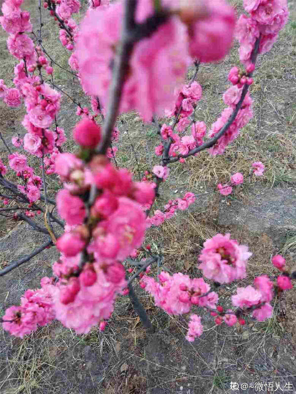 榆叶梅的花语和作用