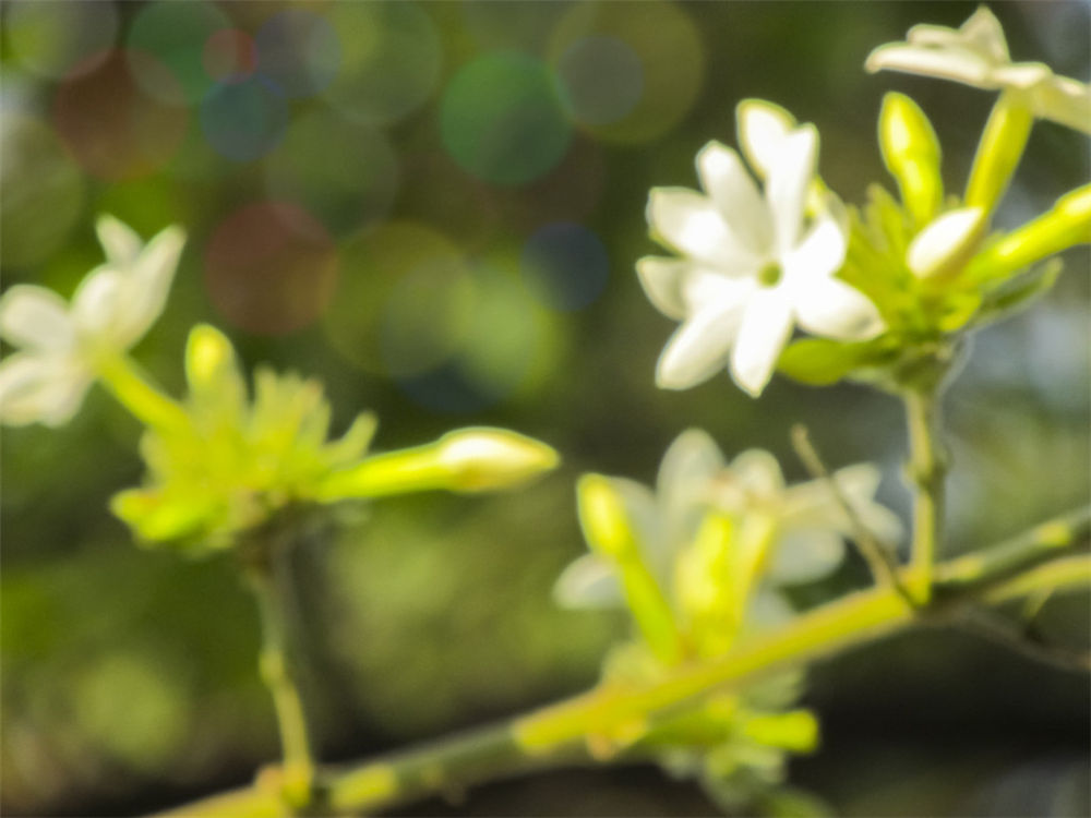 茉莉花施肥方法