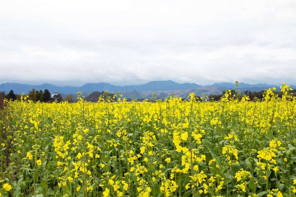 中國著名油菜花賞花地點