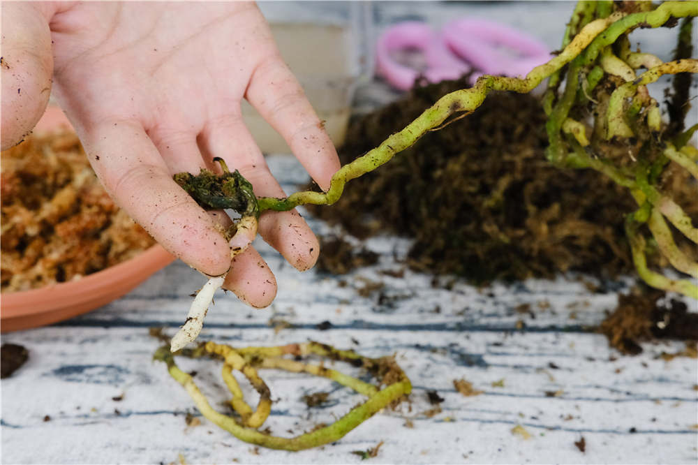 蝴蝶兰种子种植方法