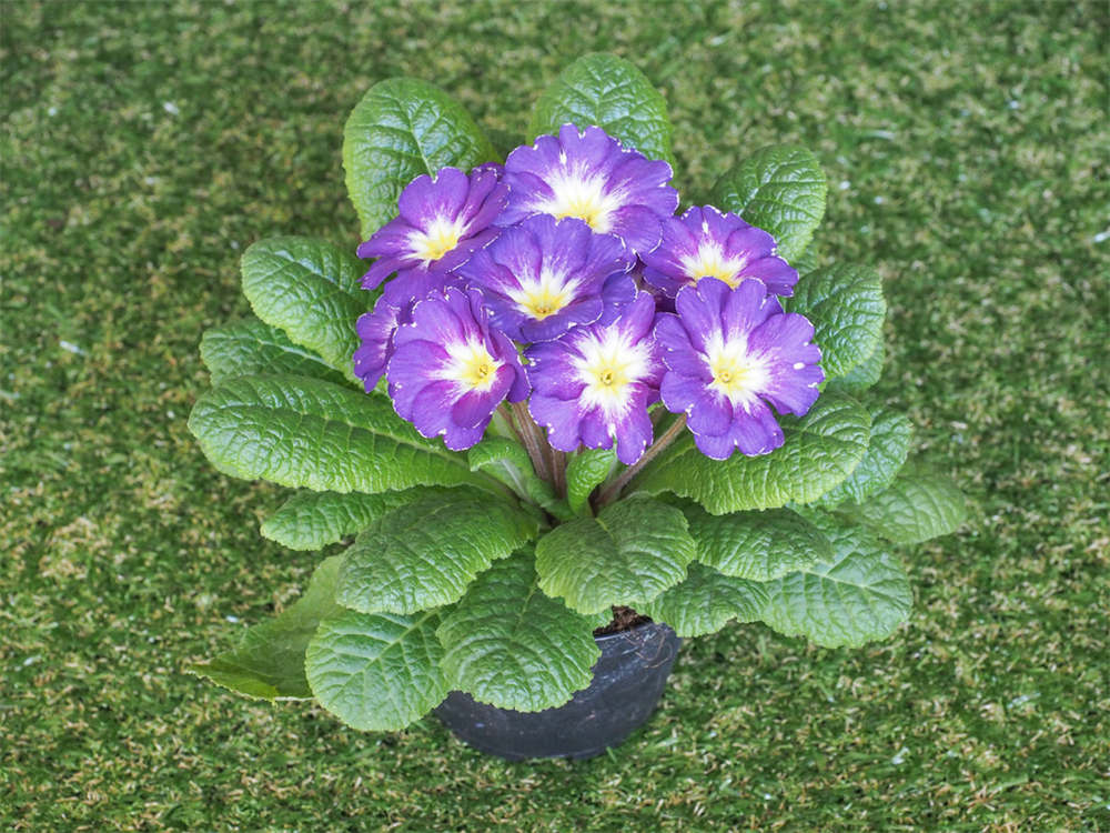 报春花的花语和传说