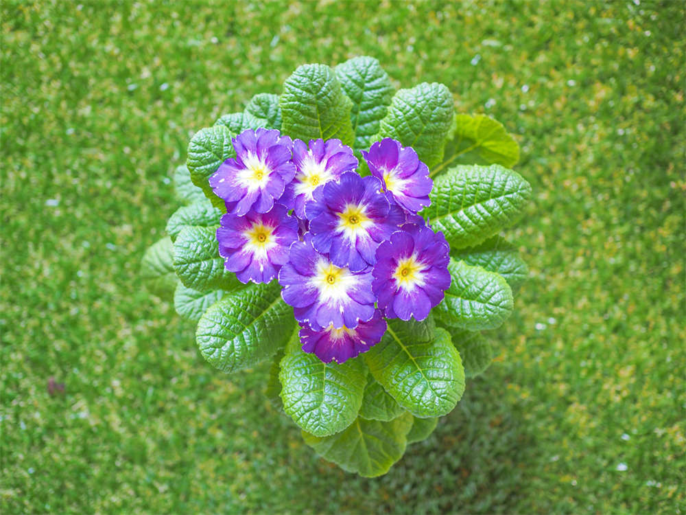 报春花的花语和传说