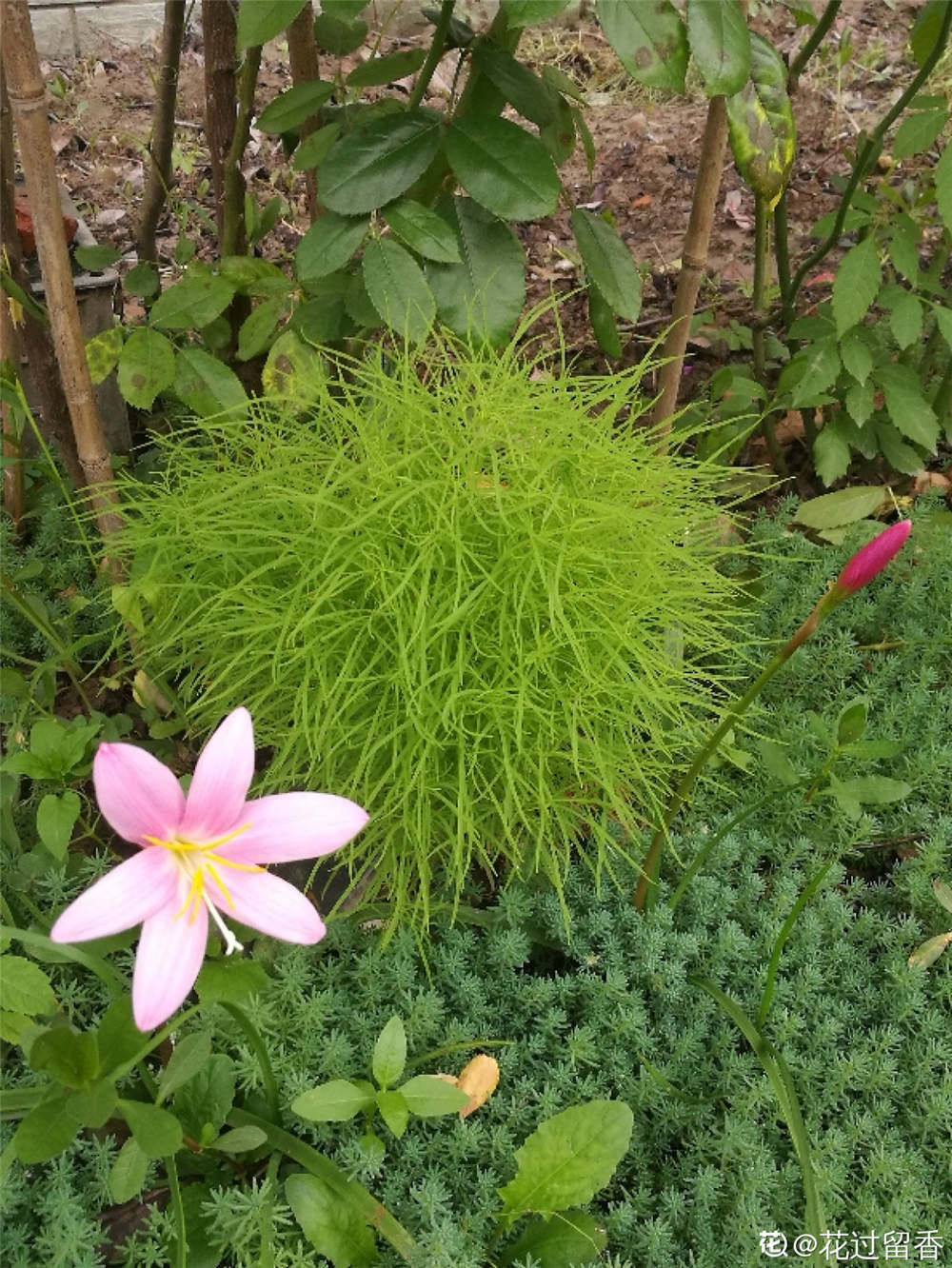 地肤开花吗