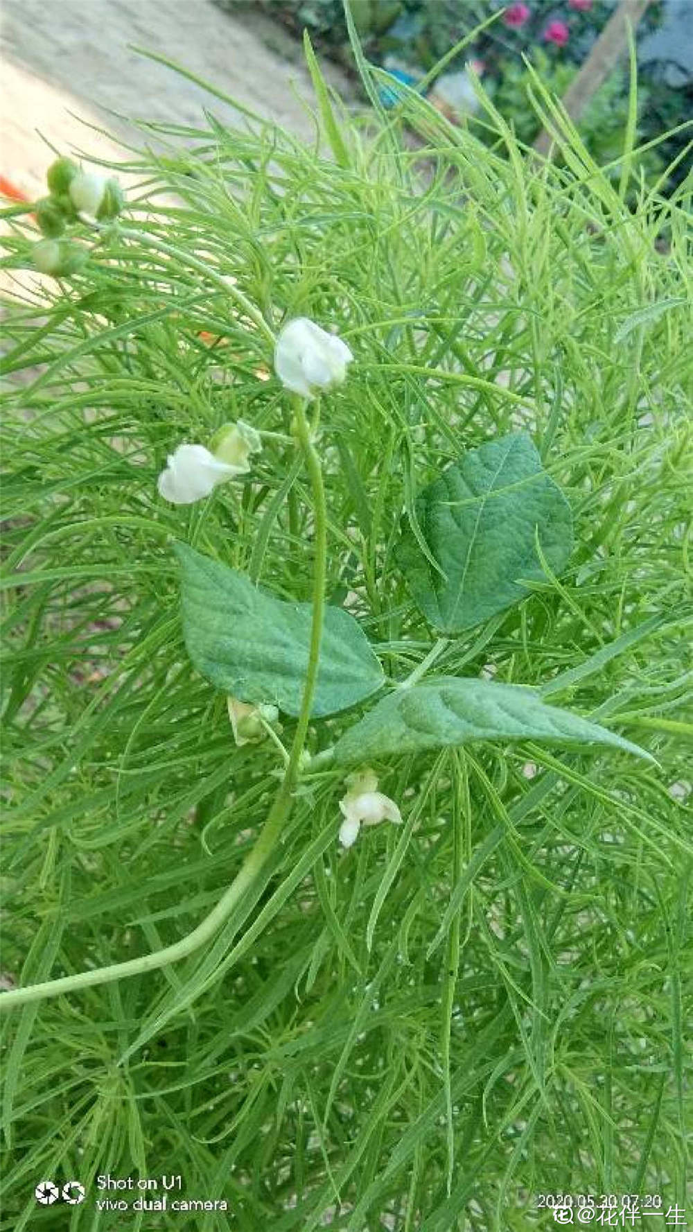 地肤开花吗