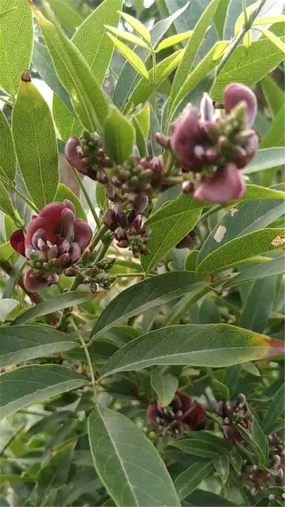 鸡血藤的样子图片