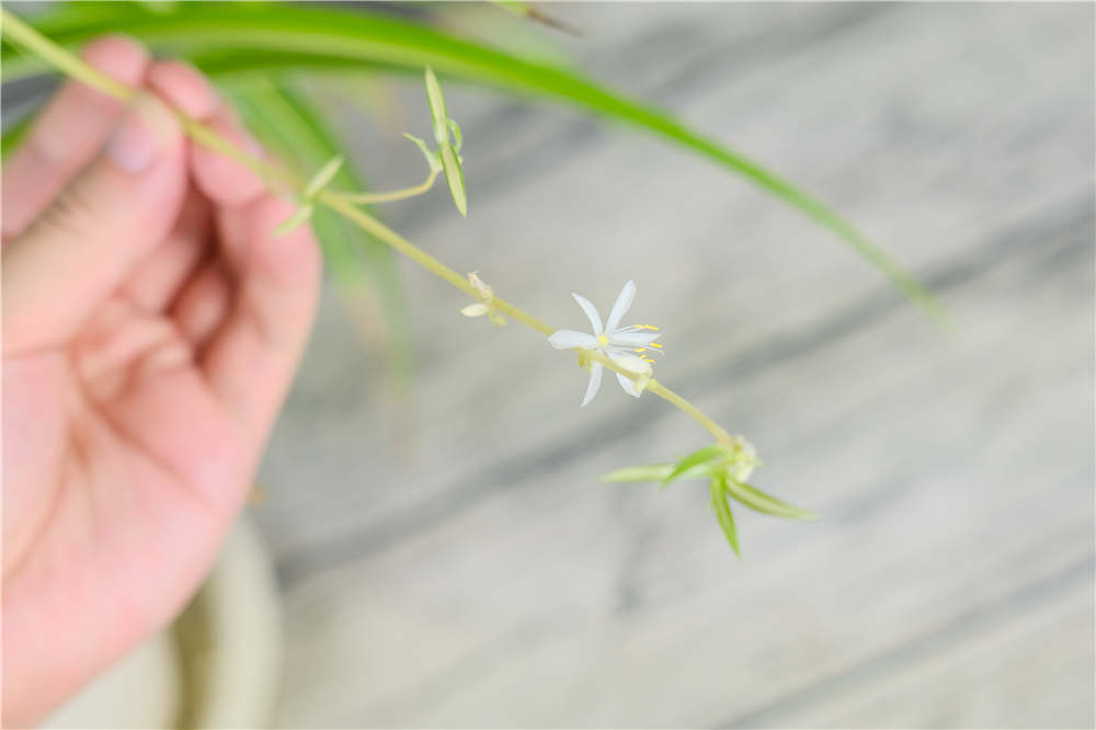 秋天适合种什么花