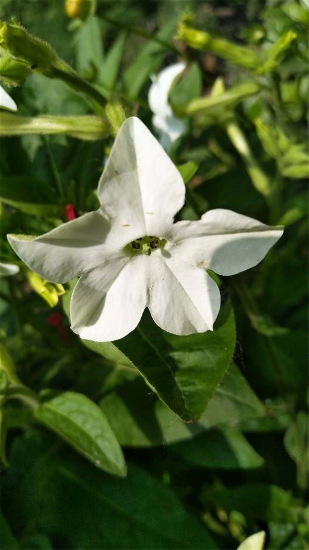 花烟草的常见品种