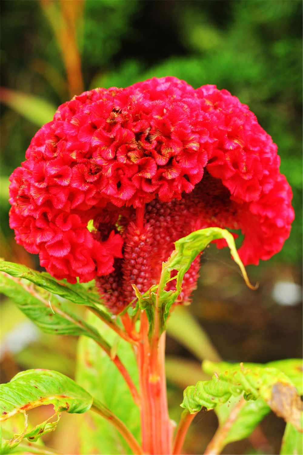 农村常见的鸡冠花,竟然有这么大用处