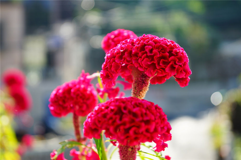 农村常见的鸡冠花,竟然有这么大用处