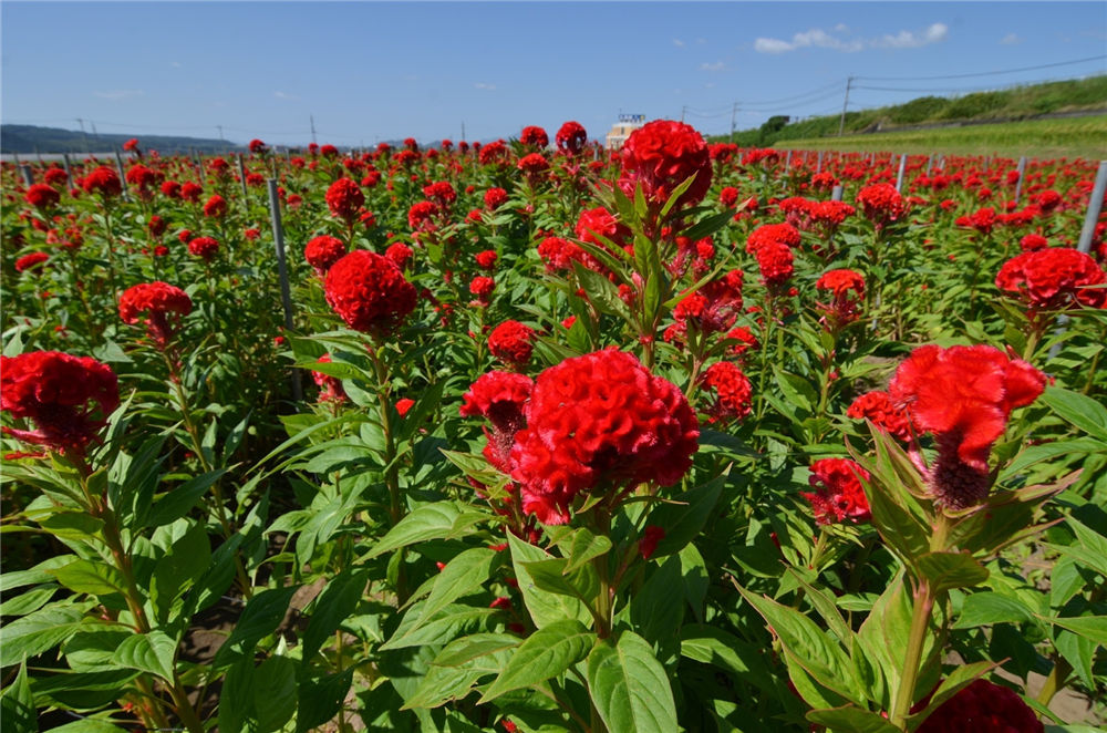 农村常见的鸡冠花,竟然有这么大用处