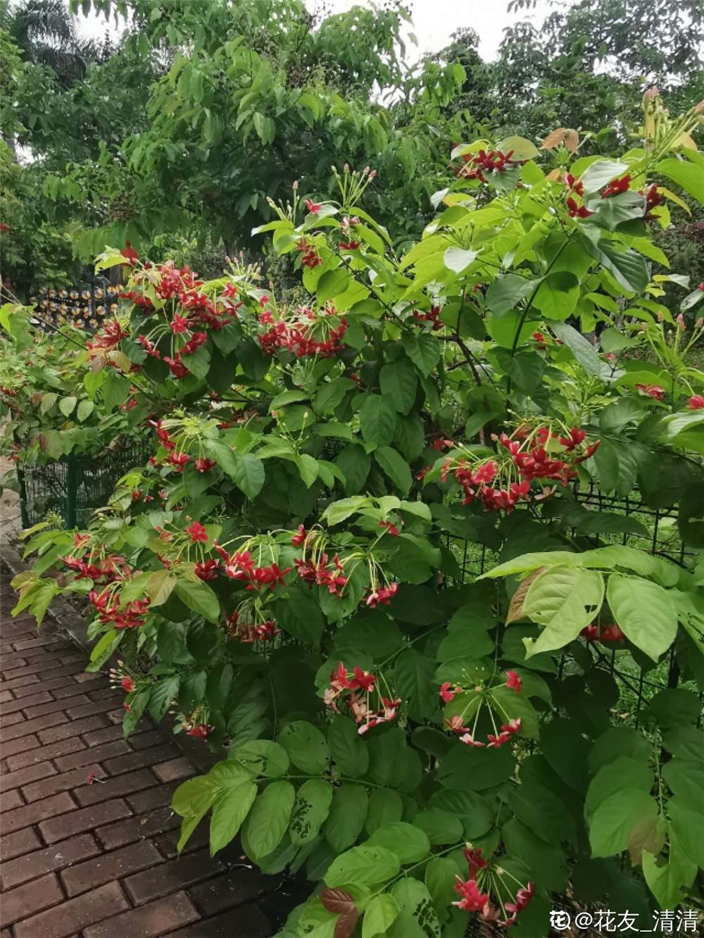 使君子的花语和文化传说