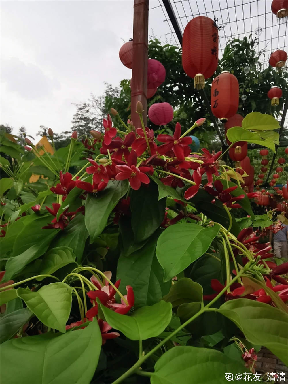 使君子的花语和文化传说