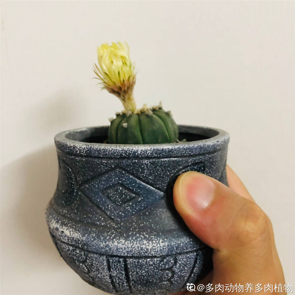 多肉植物星兜怎么养 花百科