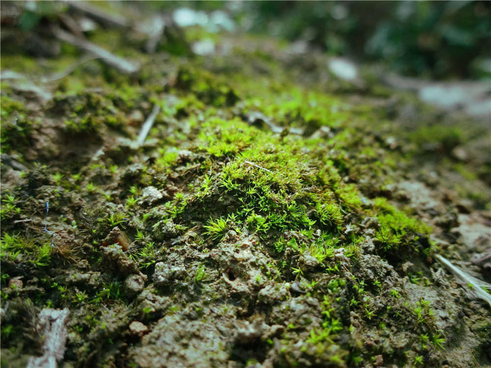 苔蘚植物有哪些