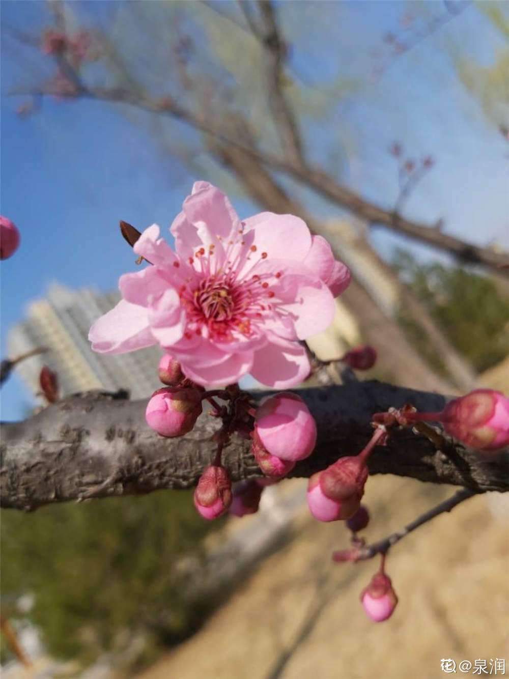 美人梅花语(美人梅花语和寓意)