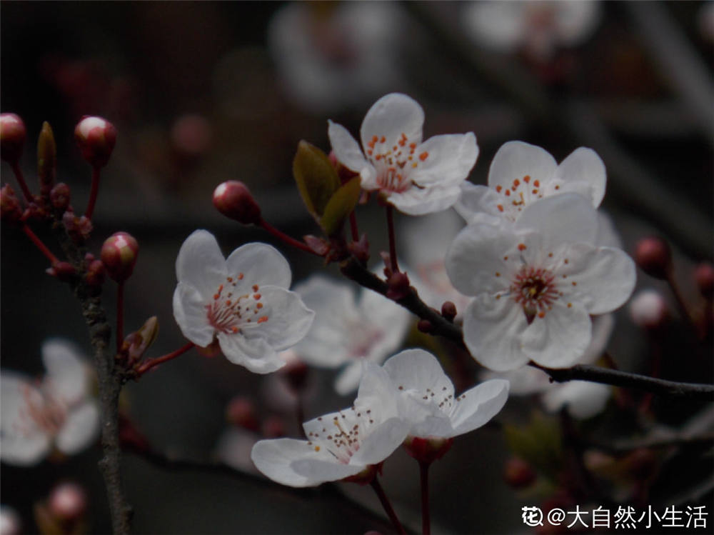 紫叶李如何繁殖