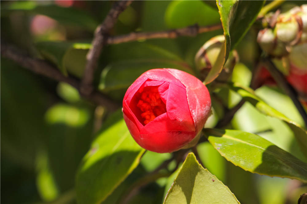 茶花如何嫁接