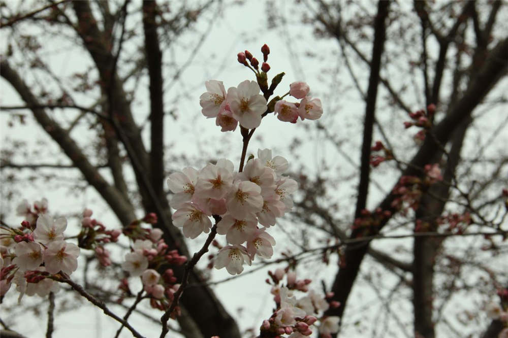 樱花如何嫁接