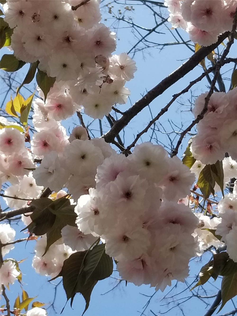 樱花如何嫁接