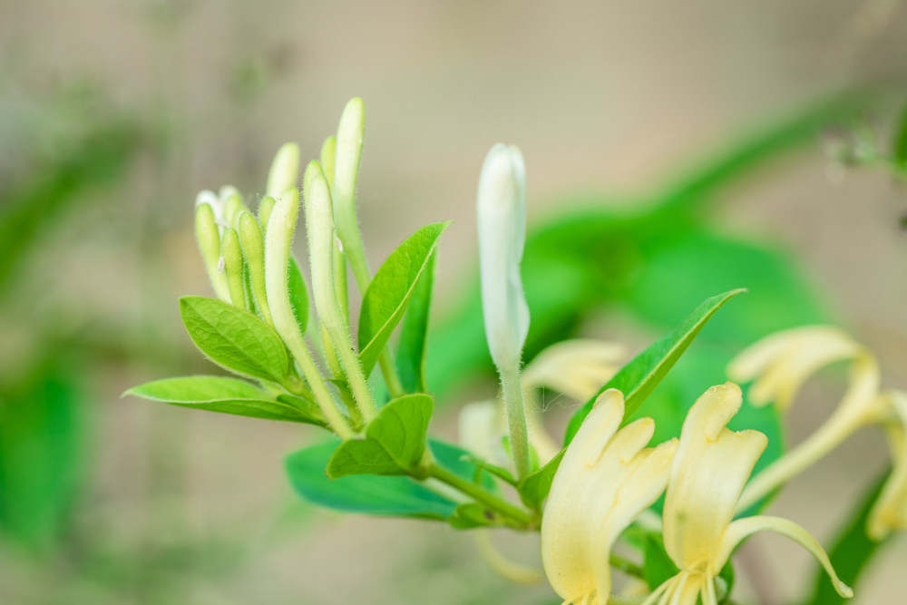 金银花的花语和传说