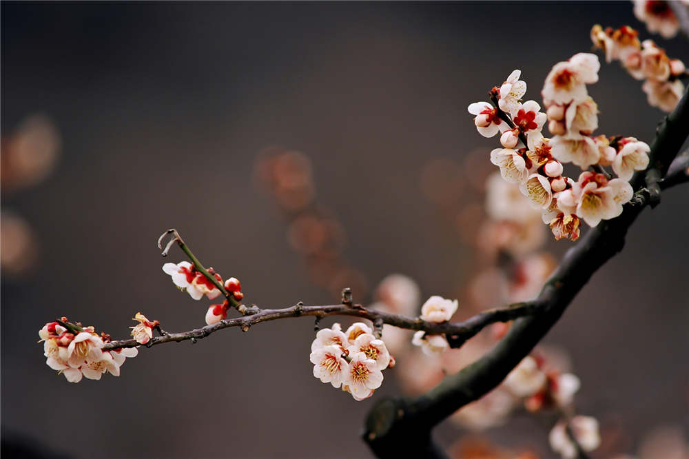 梅花的花语和寓意(梅花的花语和寓意有什么颜色)