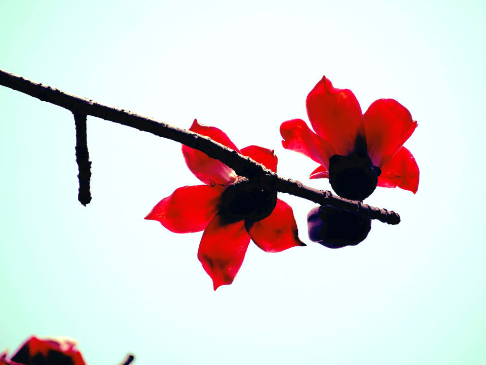 木棉的花语和传说