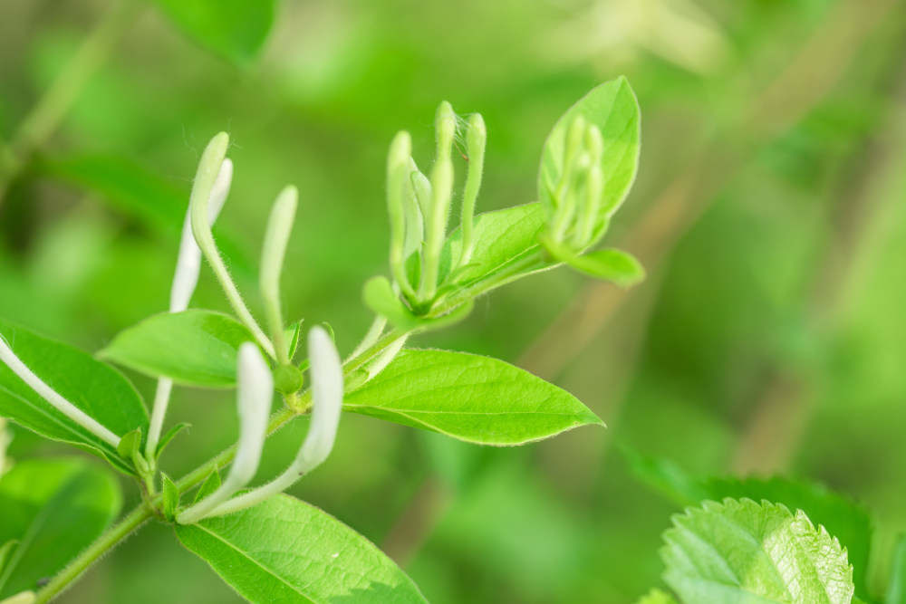 盆栽金银花四季养殖护方法