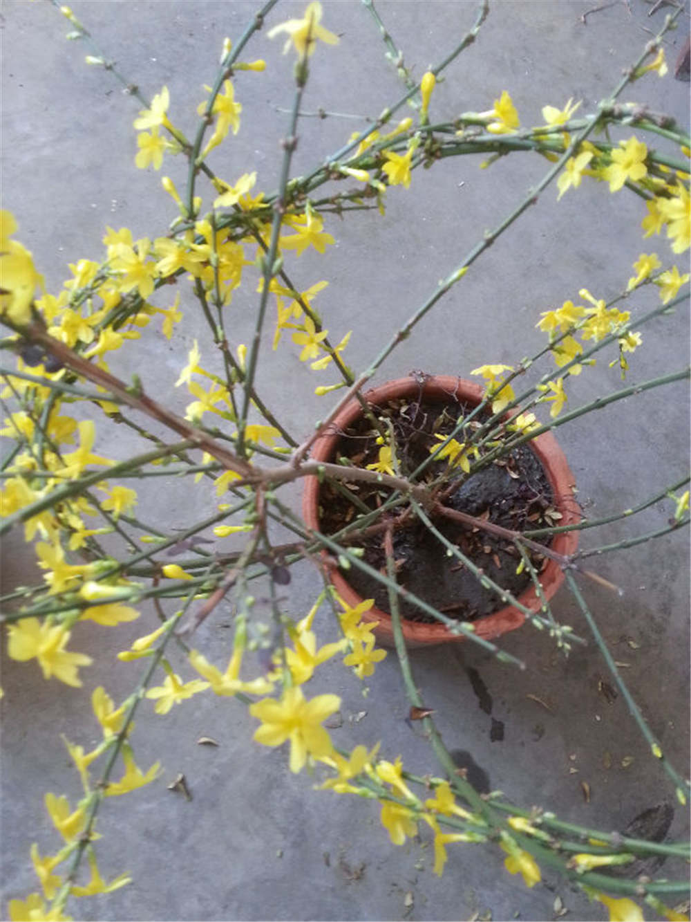 迎春花的功效与作用(迎春花的功效与作用和花语)