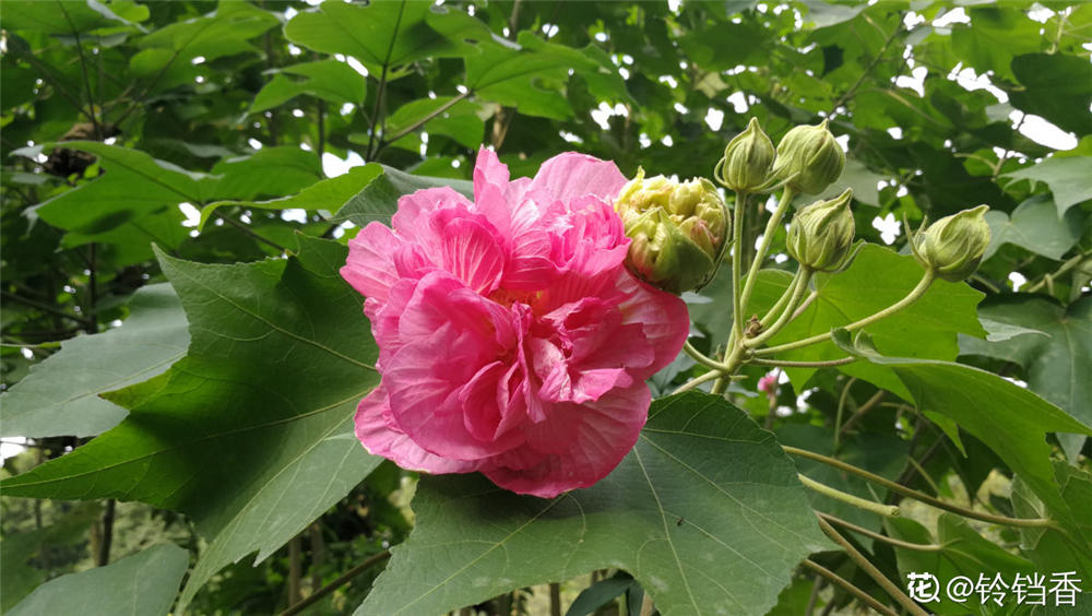 木芙蓉花的繁殖方法