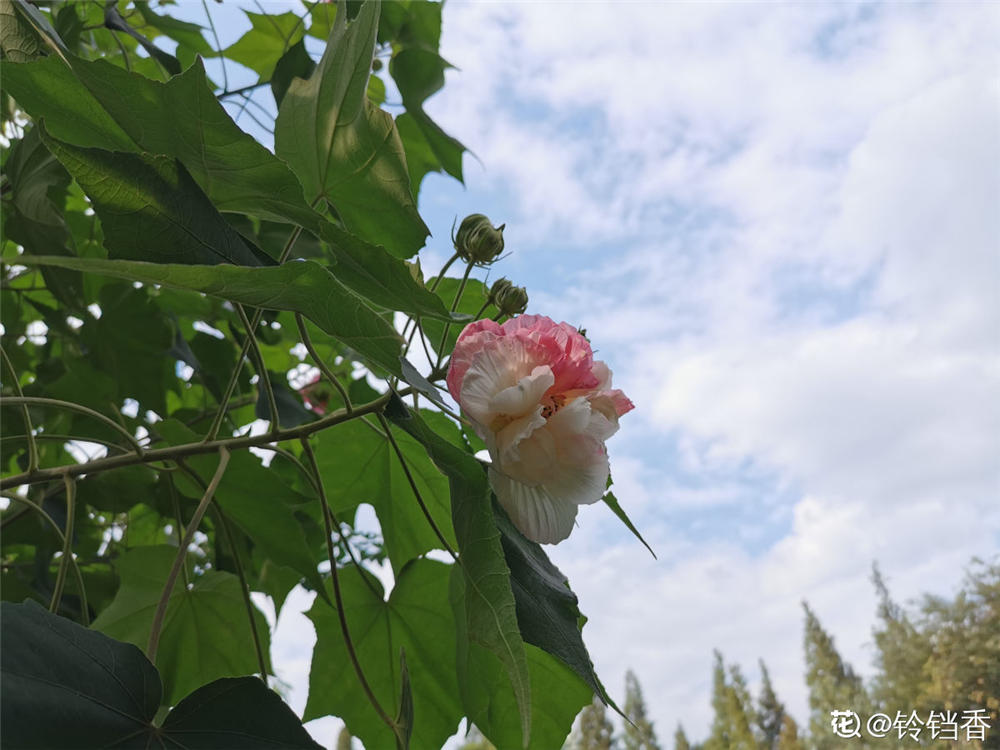 木芙蓉花的繁殖方法