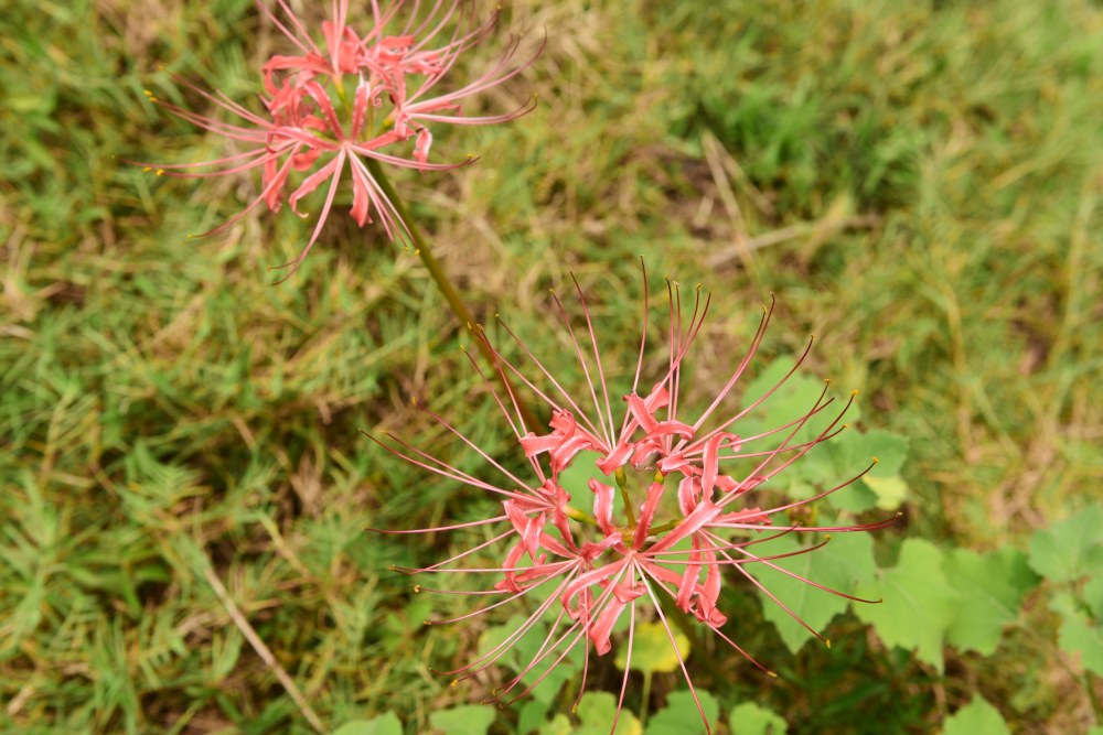 彼岸花花语 花百科