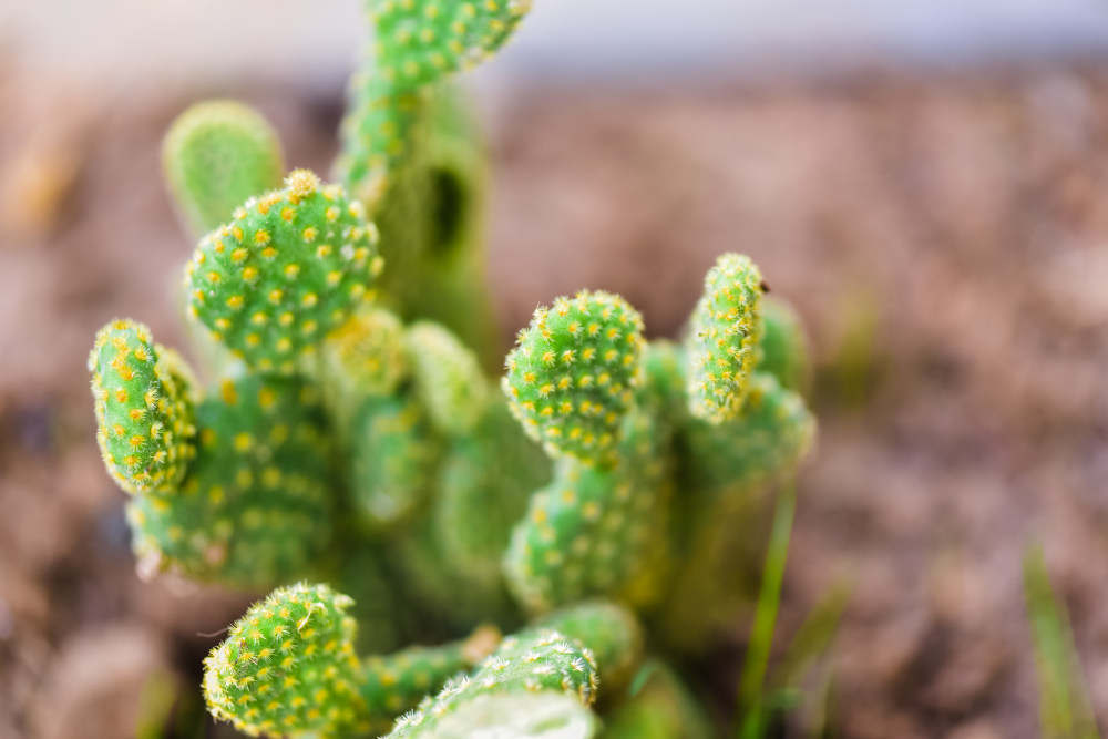 仙人掌类植物可以闷养殖吗