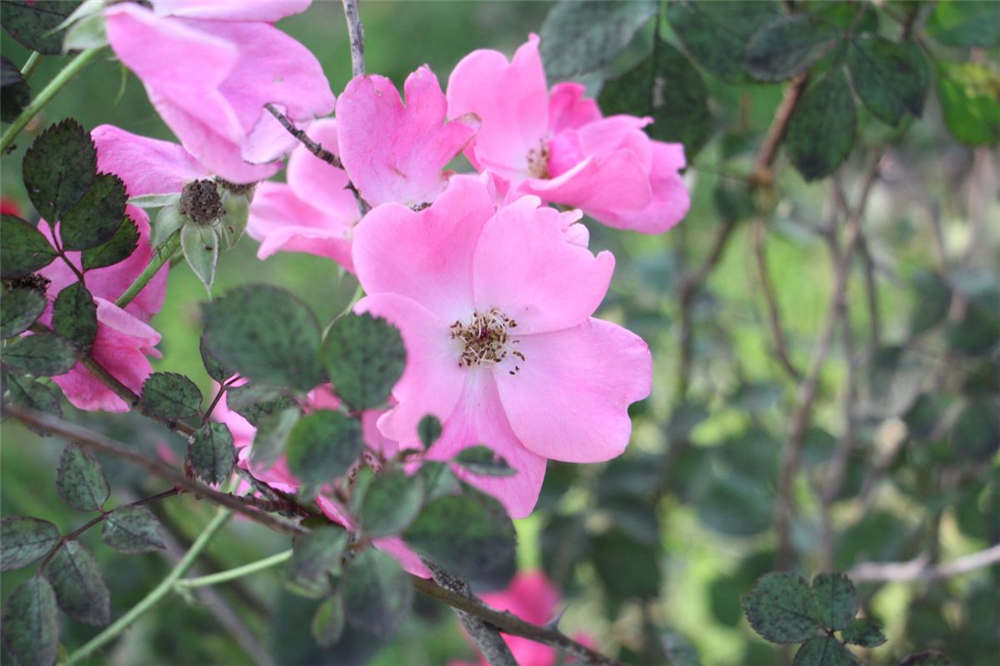 月季花冬季要如何养殖